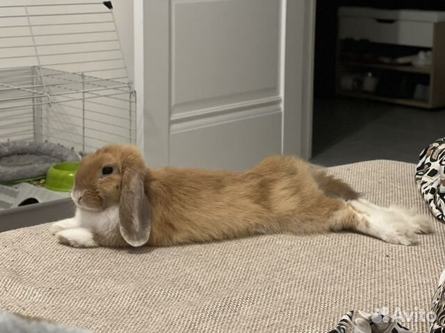 Спаривание