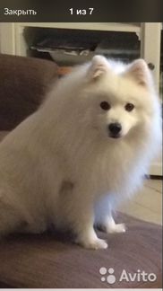 Японский шпиц вязка