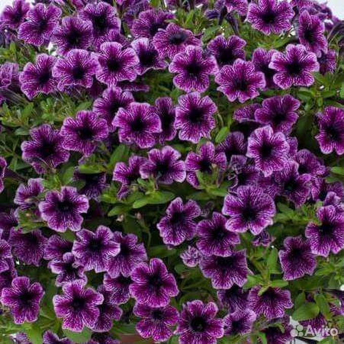 Петуния Petunia Prelude Violet Vein