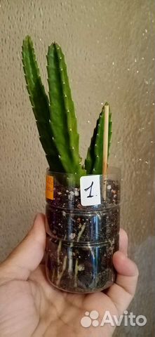 Стапелия суккулент