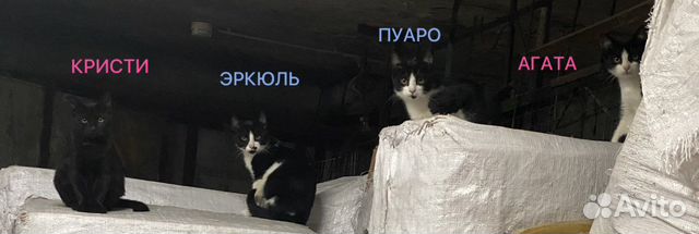 Котята принцессы в добрые руки