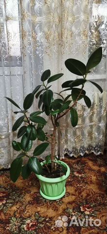Фикус каучуконосный большой