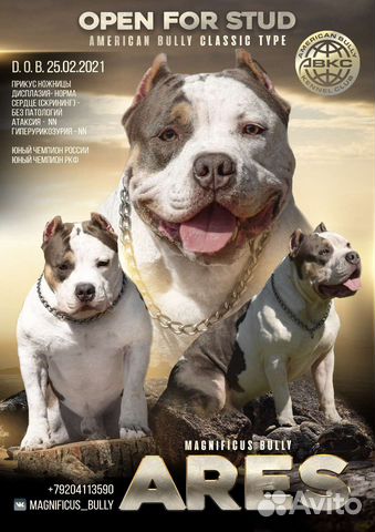 Американский булли вязка