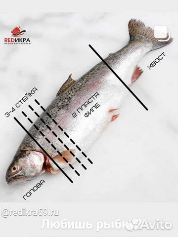 Форель Карелия