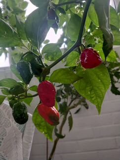 Перец чили Carolina Reaper 2кк Сковилла