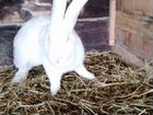 Кролики ризен объявление продам