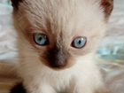 Хорошие домашние сиамские котята объявление продам