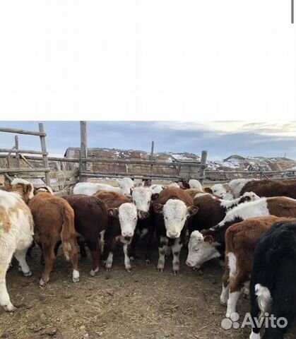 Тельята чистых пород