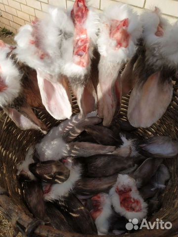 Уши кролика на корм собакам