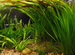 Растения для аквариума(валеснерия) и рыбки гуппи