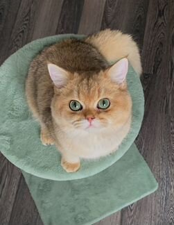 Кот вязка золотая шиншилла