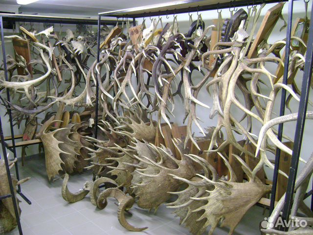 Рога Лося Оленя Марала