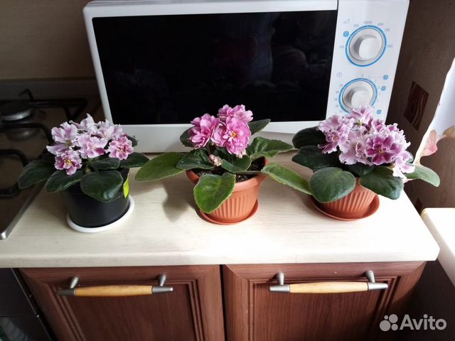 Комнатные цветы фиалки