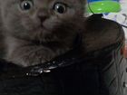 Шотланский котенок объявление продам