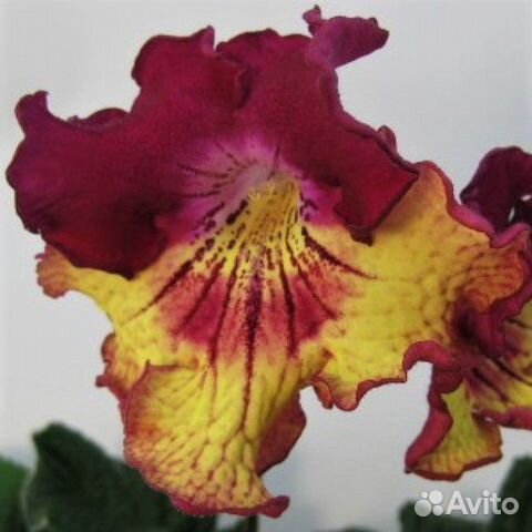 Стрептокарпус DS Сахара