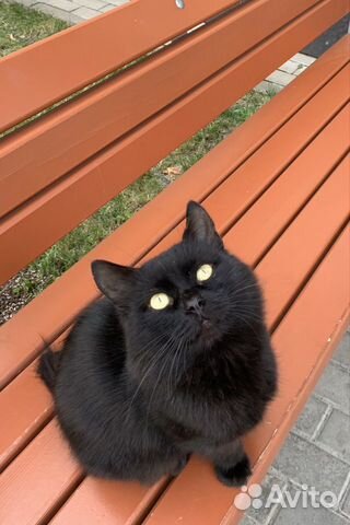 Кот в добрые руки