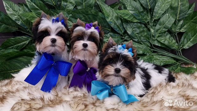 Невероятно красивые щенки Бивер