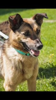 Мир через решетку.Собака в дар в добрые руки