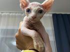 Котята сфинксы носят ген разноглазия объявление продам