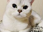 Котята британской шиншиллы, 4 месяца объявление продам