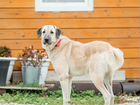 Собака кангал ищет дом объявление продам