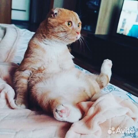 Вязка шотландский вислоухий кот