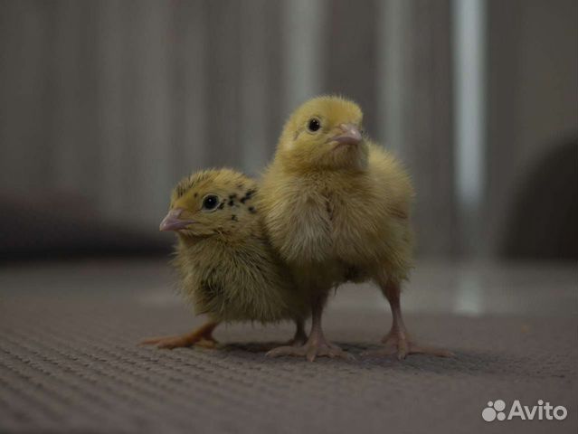 Перепела, суточные цыплята -перепелята