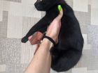 Котик черный объявление продам