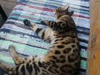 Бенгальская кошка в добрые руки объявление продам