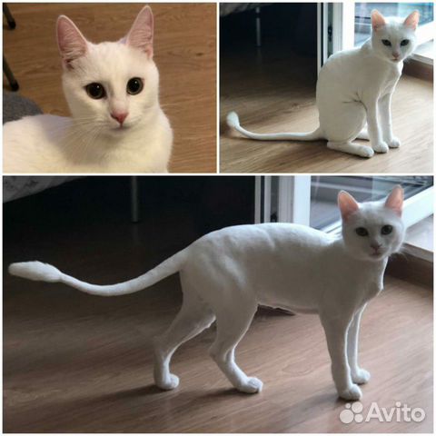 Стрижка кошек