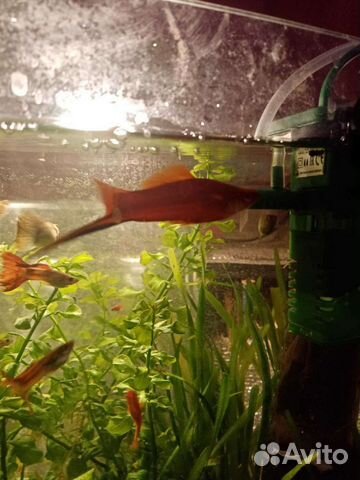 Рыбки, улитки, креветки