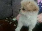 Собака японский хин объявление продам