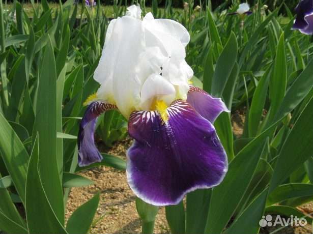Ирис бородатый Вабаш