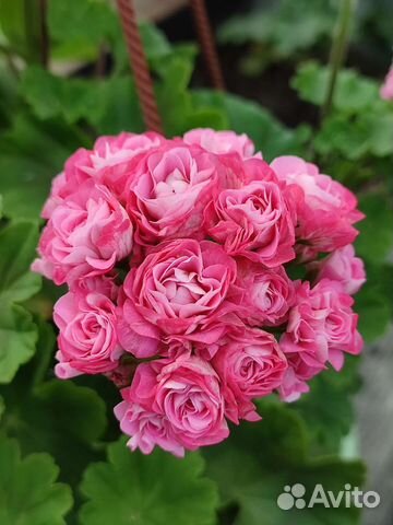 Герань пеларгония