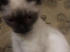 Сеамский котёнок объявление продам