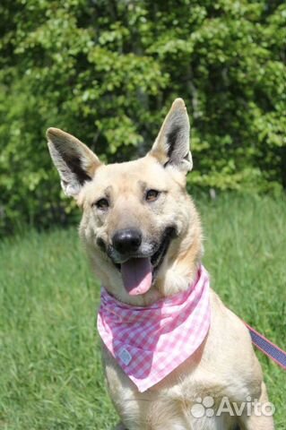 Собака из приюта