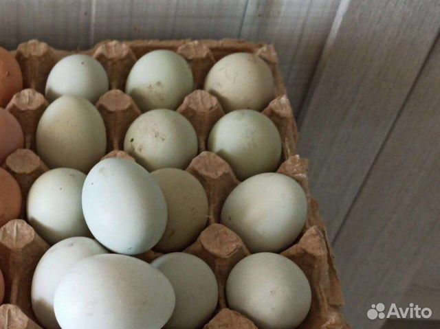 Яйца ухейилюй