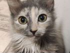 Сибирские котята метис с британцем объявление продам