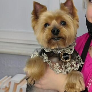 Стрижка собак,груминг