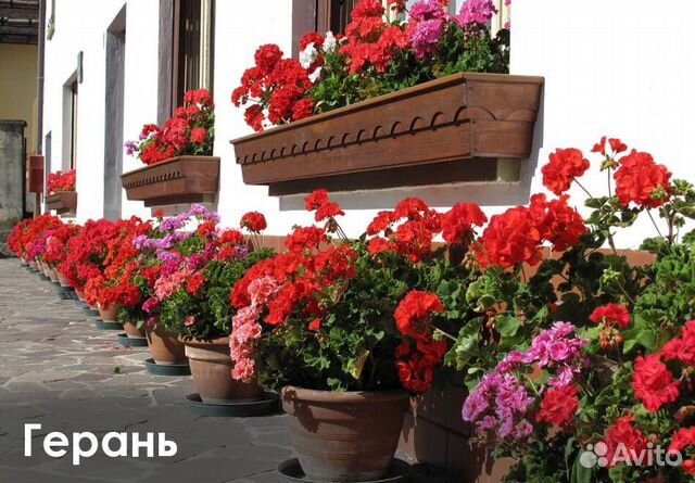 Цветы герани пеларгонии зональн, махров, розебудн