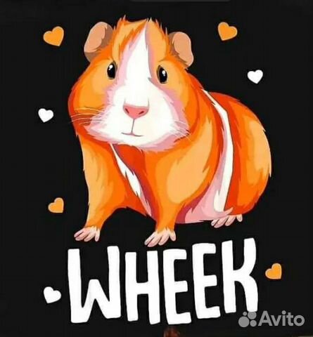 Морские свинки. Передержка