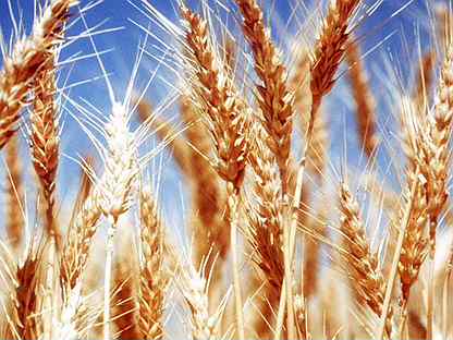 Пшеница и ячмень урожай 2022 года