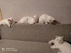 Кошки сибирские белые объявление продам