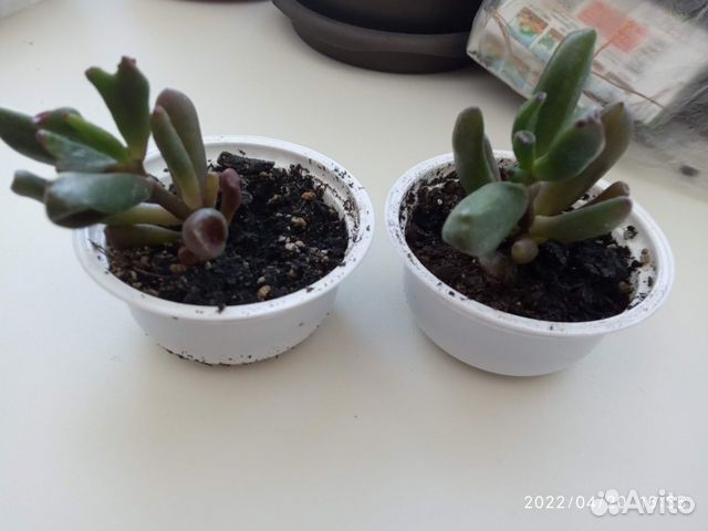 Толстянка хоббит