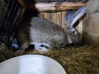 Кролики - Фландр (бельгийский великан) объявление продам