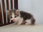 Котёнок, девочка красавица) объявление продам