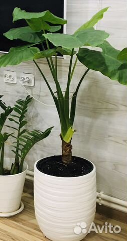 Алоказия клобучковая