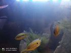 Рыбы цихлиды