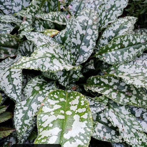 Цветы и кустарники для сада