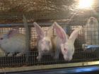 Кролики крупная порода (Белый окрас) объявление продам